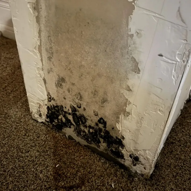 Professional Mold Removal in Lincoln, MA